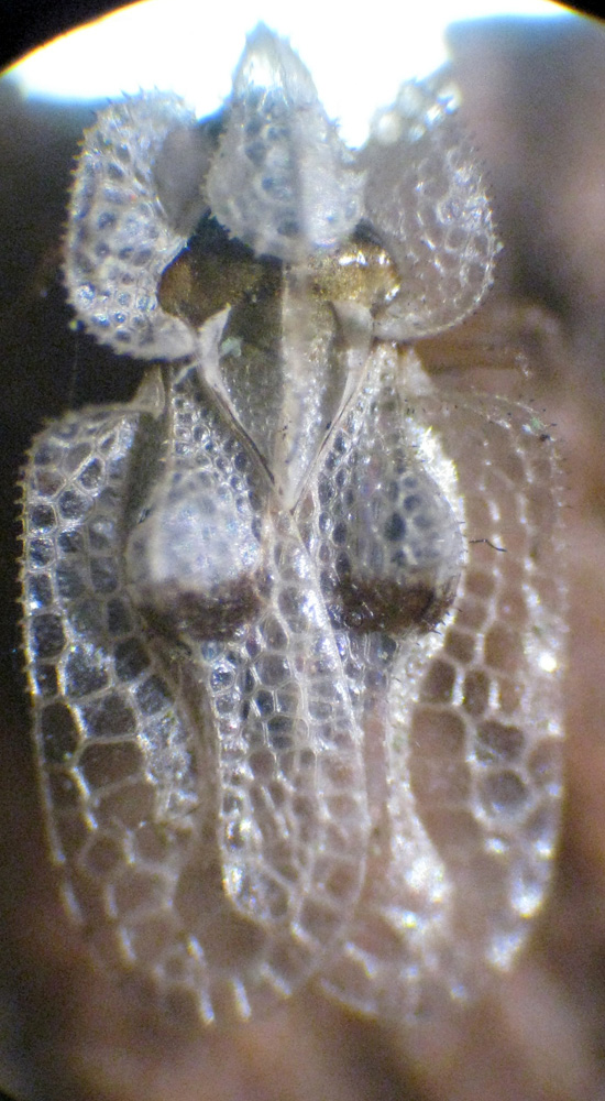 Tingidae: Corytucha ciliata